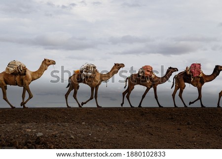 ethiopian salt lake landscape where camels are used to transport salt Royalty-Free Stock Photo #1880102833