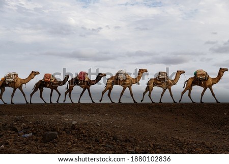 ethiopian salt lake landscape where camels are used to transport salt Royalty-Free Stock Photo #1880102836