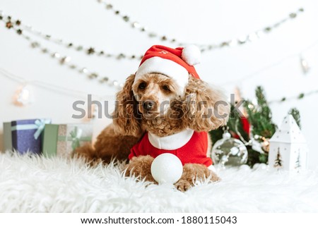 dog apricot poodle in new year decorations ready for Christmas party