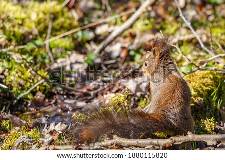 Red Squirrel at the ground in a forest