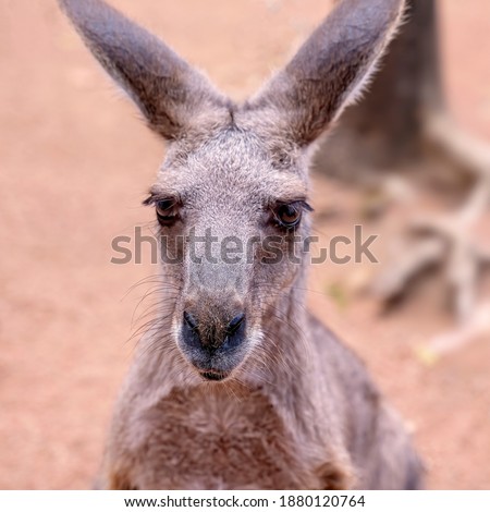 Close up of an Australian kangaroo against a blurred background