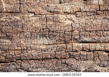 Closeup picture of wooden tree bark structure of an old tree