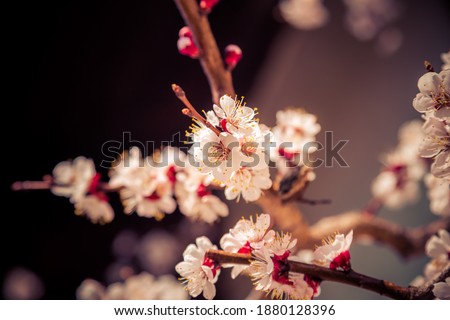 Close up picture of white blooming cherry blossoms, copy space.