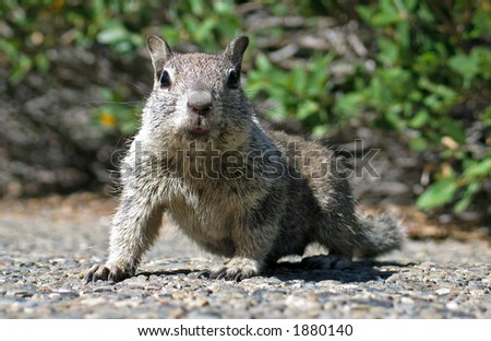 California ground squirrel Royalty-Free Stock Photo #1880140