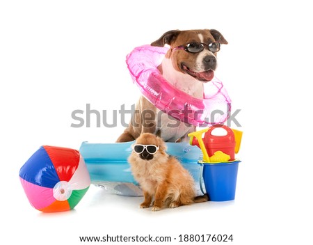 american staffordshire terrier and chihuahua in front of white background