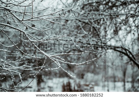 Snow-covered tree branches on white snow. Branches covered with frost copy the space.