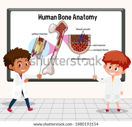 Young scientist explaining human bone anatomy in laboratory illustration