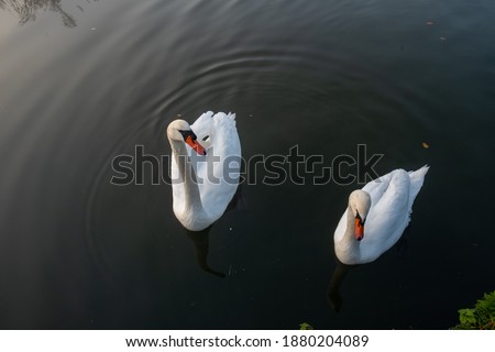 Two beautiful swans on the water. High quality photo