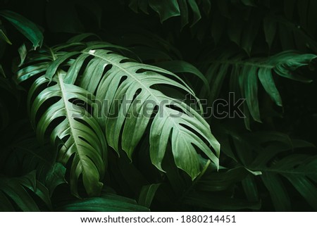 Tropical green leaves of monstera or split-leaf philodendron rainforest plant leaf.