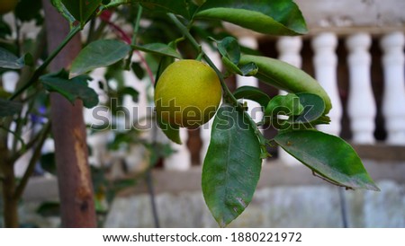 Ripe yellow Lemon or Citrus fruit hanging on a tree. Beautiful Healthy organic juicy Citrus fruit, growing in Sunny Orchard. Organic citrus fruits.