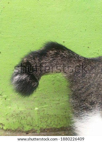 Black Hairy tail. Cat's tail