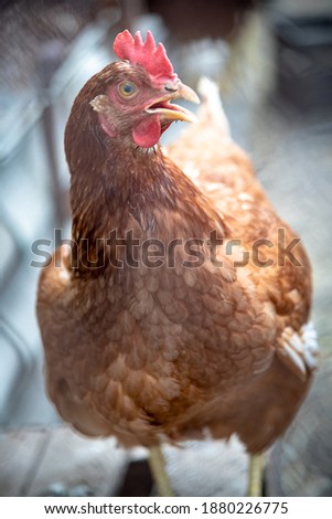 Chicken is in a chase. Stock photo 