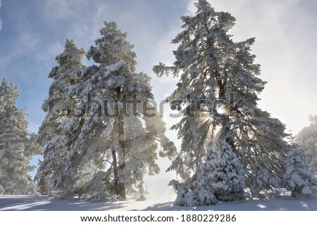 Winter landscape with sunbeams shining through trees