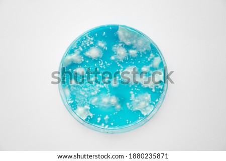 Fungal mycelium petri dish. White background. Mushroom mycelium on agar.