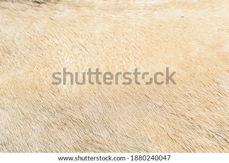 Horse coat texture in beige color. Royalty-Free Stock Photo #1880240047