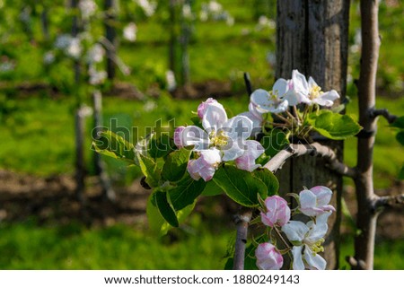 Pink blossom of apple fruit tree in springtime in farm orchards, Betuwe, Netherlands, close up