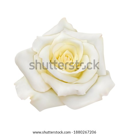 Rose with white petals, close-up. Vector realistic isolated image. EPS 10.