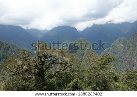 Part of the jungle around the Machu Picchu.