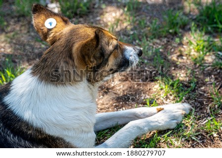 A stray neutered dog with a chip in its ear takes food. Sad mongrel lying on the ground. Abandoned lone pet on the grass in a summer Park eating bread