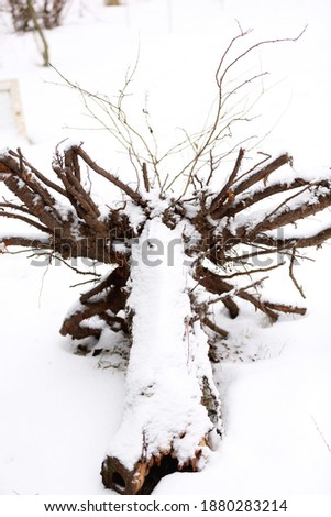 Large uprooted tree and brown roots covered with snow on winter gardening background 