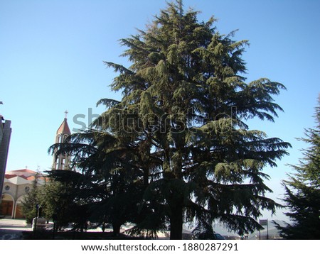 A beautiful shot of the spruce tree on the church background