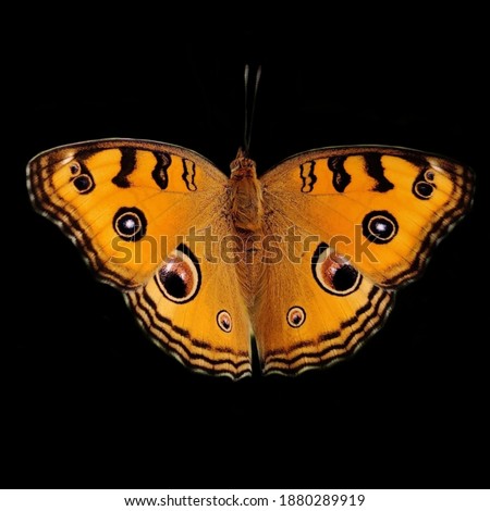Junonia almana, the peacock pansy, is a species of nymphalid butterfly found in Cambodia and South Asia.It exists in two distinct adult forms.It is listed as Least Concern in the IUCN Red List. 