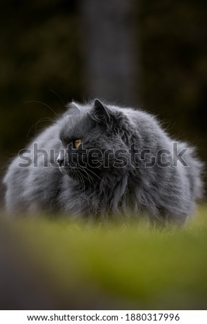 Pictures of  a  gray cat with orange eyes in nature