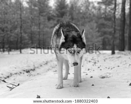 Wolf stands on the snow in the winter forest. Close-up photo