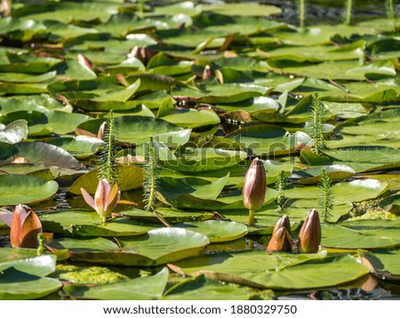 blooming green water lilies in a park