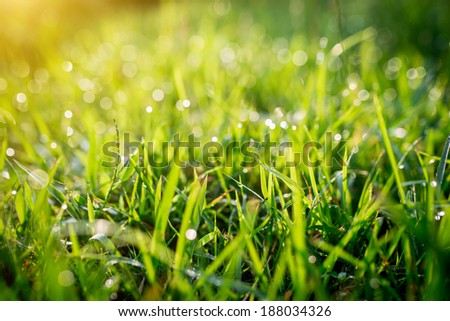 Fresh morning dew on spring grass, natural background - close up 