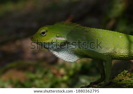 close up green tree lizard looking at camera