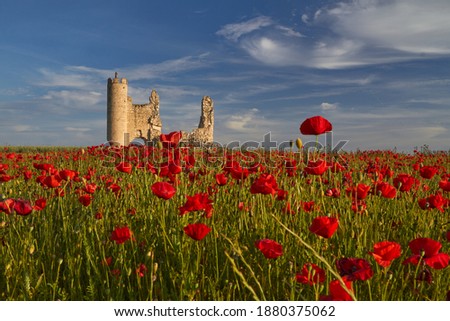 ruined castle surrounded by poppies