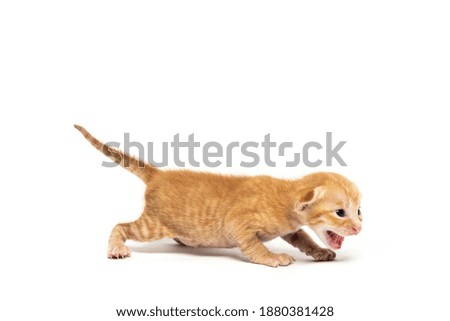 child cats picture isolated on white background