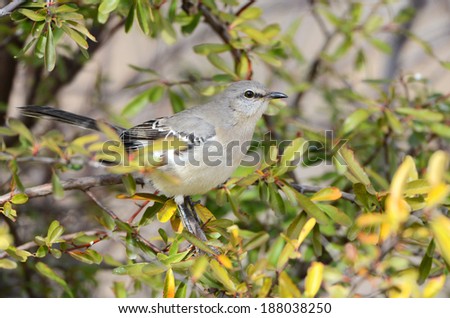 Northern Mocking Bird, Arizona, USA