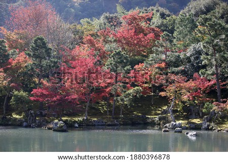 Red and yellow leaves of the japanese maple, acer palmatum, in autumn Kyoto