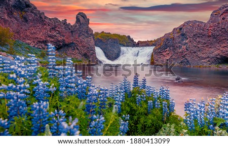 Beautiful summer scenery. Wonderful summer view of Hjalparfoss Waterfall. Attractive sunrise on Iceland, Europe. Nice outdoor scene on smzll lake with blooming lupine flowers.