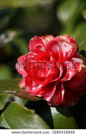 Variegated, Pink and White Flower of Camellia in Full Bloom
