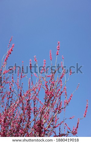 Pink Flowers of Japanese Apricot in Full Bloom
