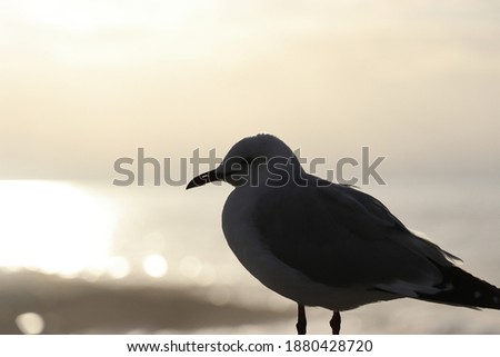 Closeup photo of silhouette of bird with the sun setting behind it