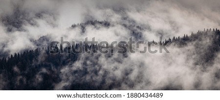 dramatic nature background forest in fog