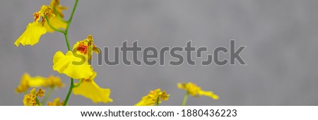 Yellow Plant Orchid var. Oncidium Sweet Sugar. Trendy Colors of the year 2021 Yellow and gray. Yellow Orchid flowers on gray wall background, banner