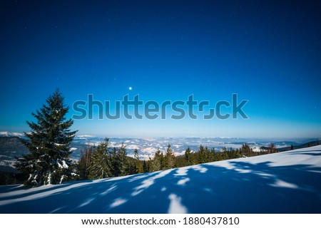 Beautiful landscape with majestic tall fir trees growing among white snowdrifts against the blue sky on a sunny frosty winter day. Concept of trekking and eco friendly vacation. advertising space