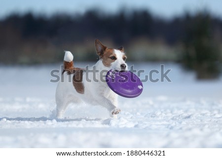 Cute jack russell terrier dog playing on a snowy field in winter