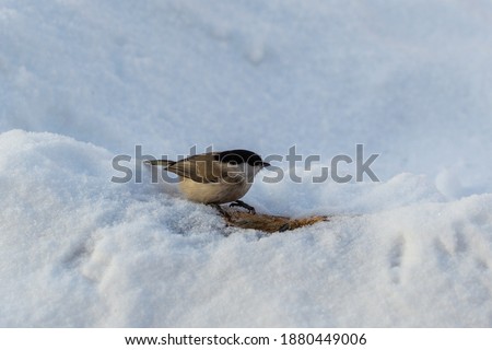 The gray marsh tit (Poecile palustris) sits in the snow against a beautiful winter colored background.