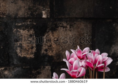 Copy space in close-up bunch of white and pink cyclamen flower in rural dark background. 