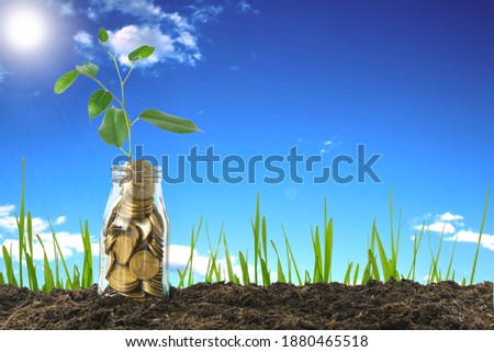 coins and money growing plant for finance and banking, saving money or interest increasing concept 