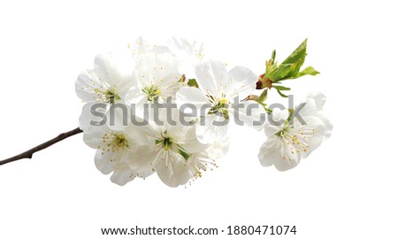 Beautiful sakura cherry blossom flowers isolated on white background. Natural floral background. Floral design element Royalty-Free Stock Photo #1880471074