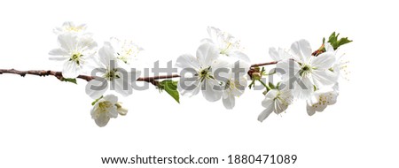 Beautiful sakura cherry blossom flowers isolated on white background. Natural floral background. Floral design element Royalty-Free Stock Photo #1880471089