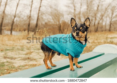 Dog Chihuahua walks on the street. Chihuahuafor a walk. Dog in the autumn walks in the park