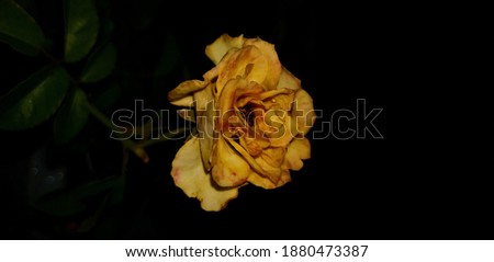 A beautiful rose, with a dark background appearance, with a blur of the back and focus on the rose.